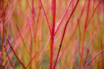 Dogwood 'Silverleaf' - 2 Gallon