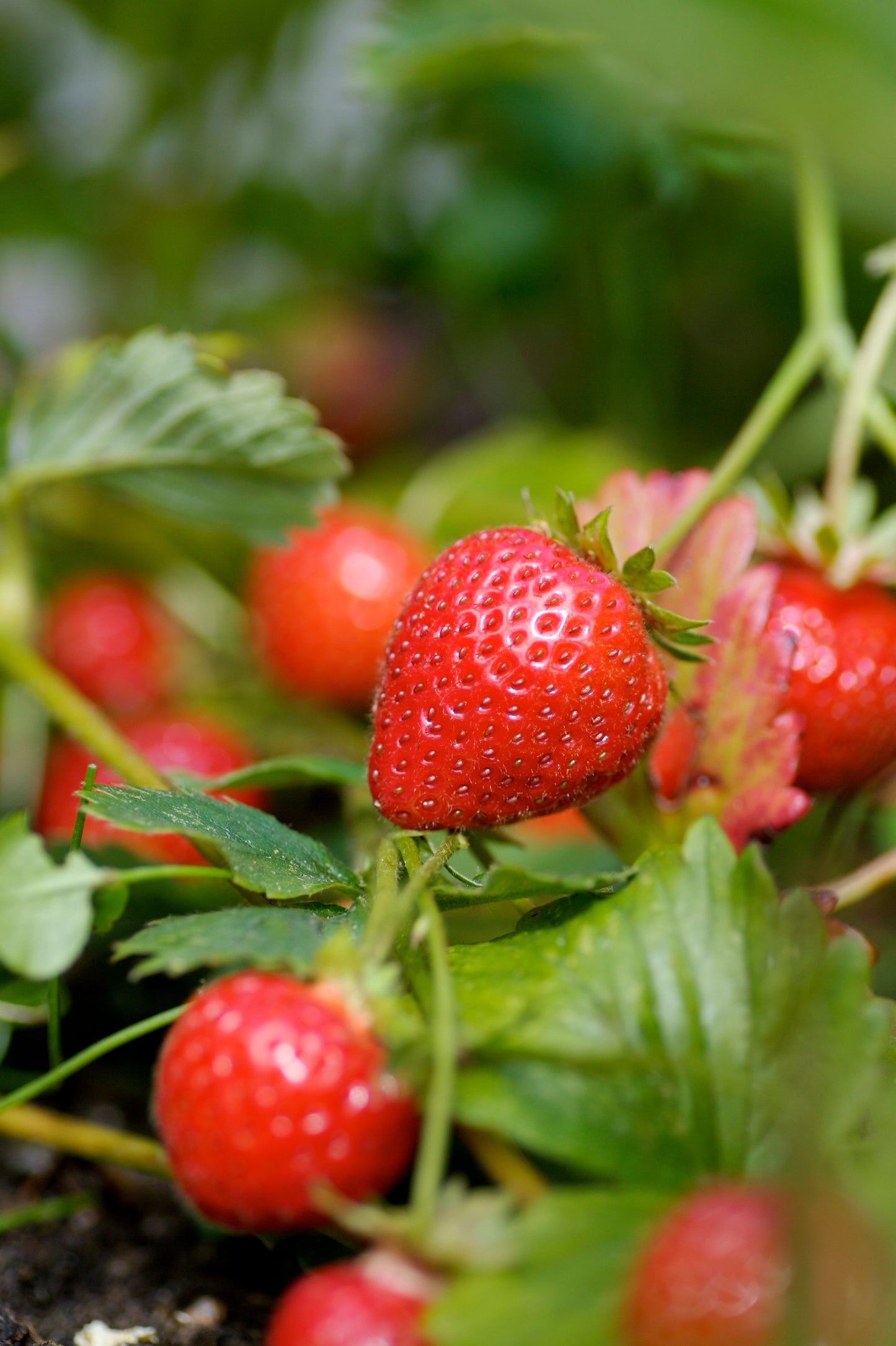 Strawberry - 1 Gallon